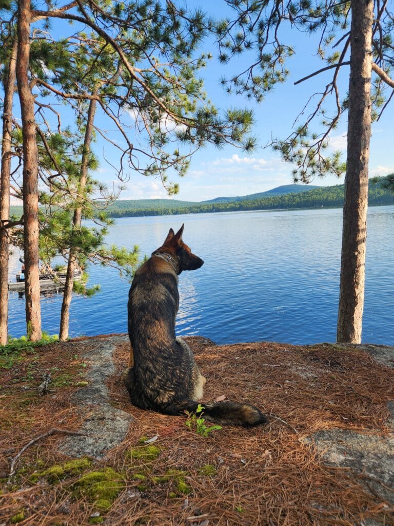 Pros and Cons Of Owning A Working Line German Shepherd