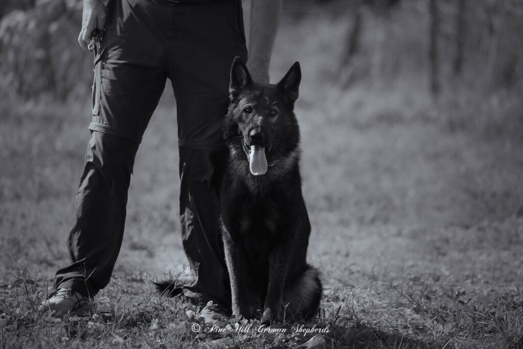 DDR Working Line German Shepherds in Maine