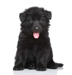 German Shepherd puppy development