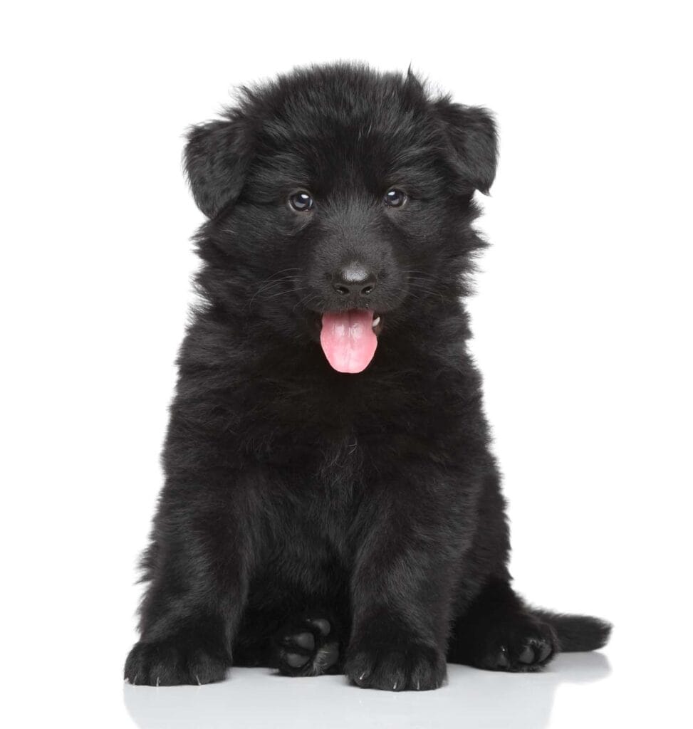 German Shepherd puppy development