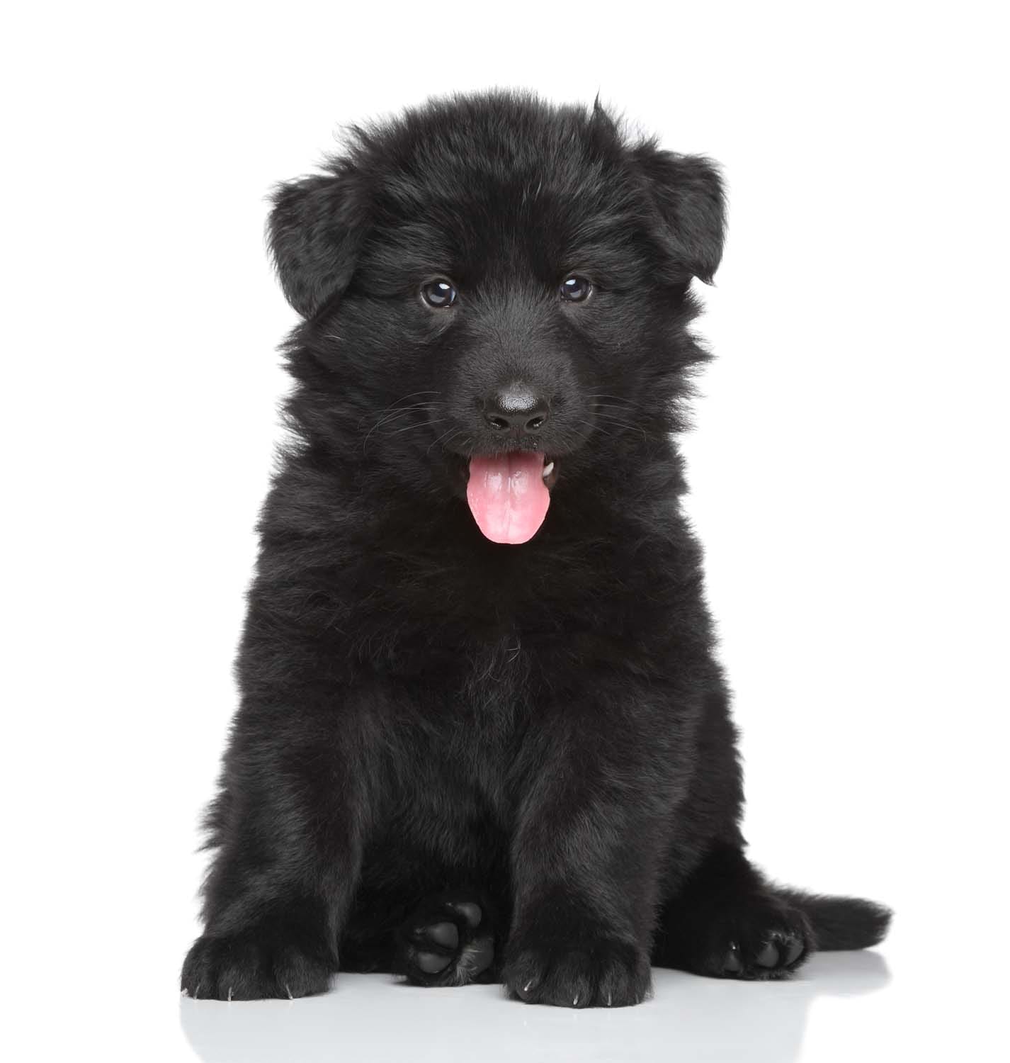 German Shepherd puppy development