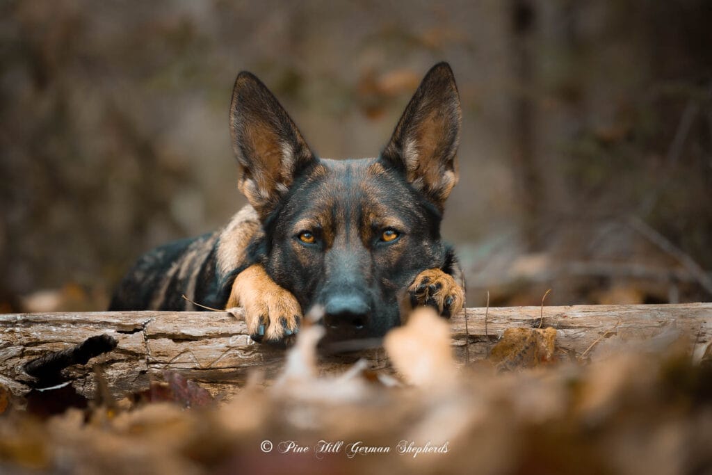 DDR German Shepherd in the woods among fallen leaves near Bradford Maine