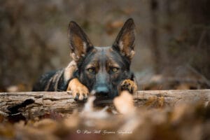 Red flags to watch out for in a dog breeder