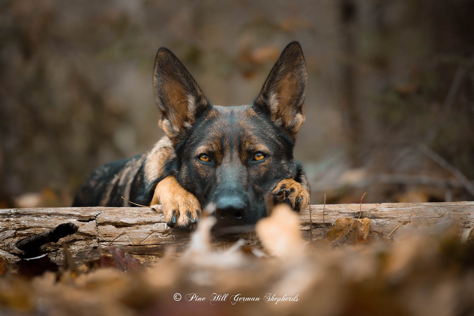 DDR German Shepherd in the woods among fallen leaves near Bradford Maine
