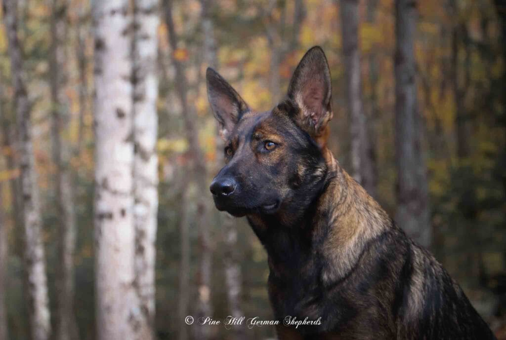 Temperament testing for puppies