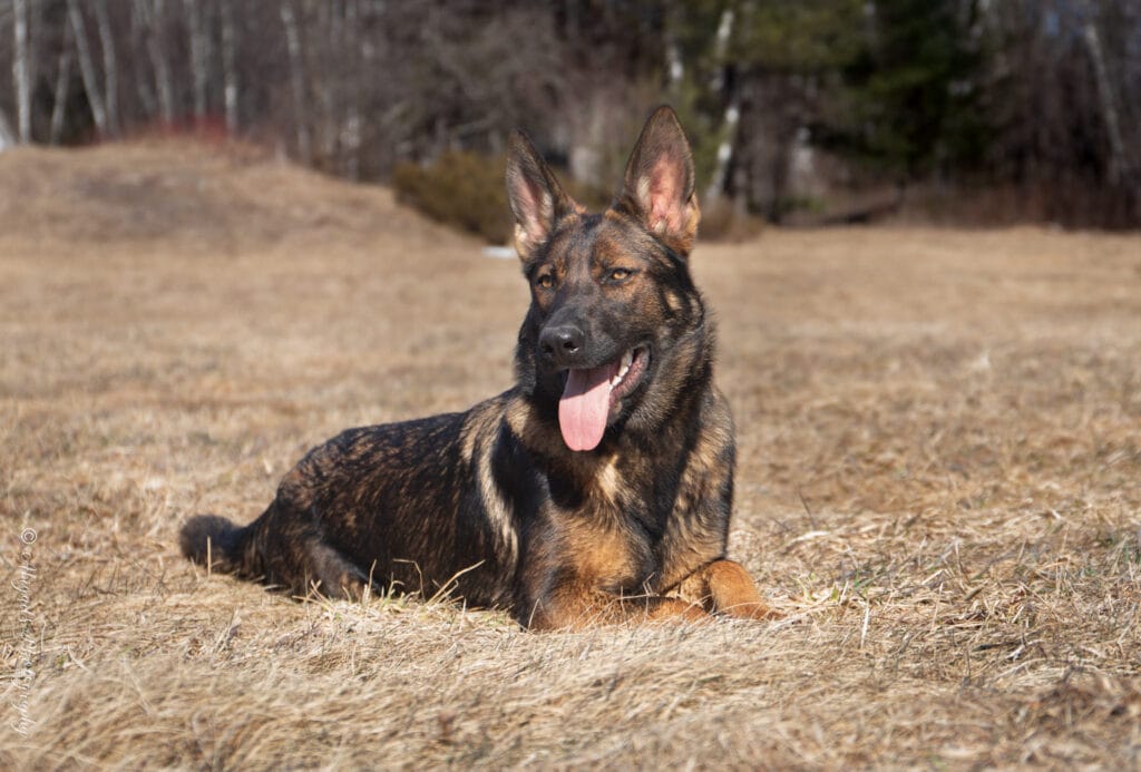 German Shepherd Breeder Near Me