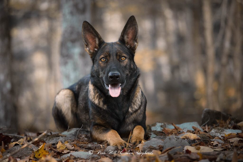 German Shepherd Breeders in Maine Working Line German Shepherd Puppies for Sale