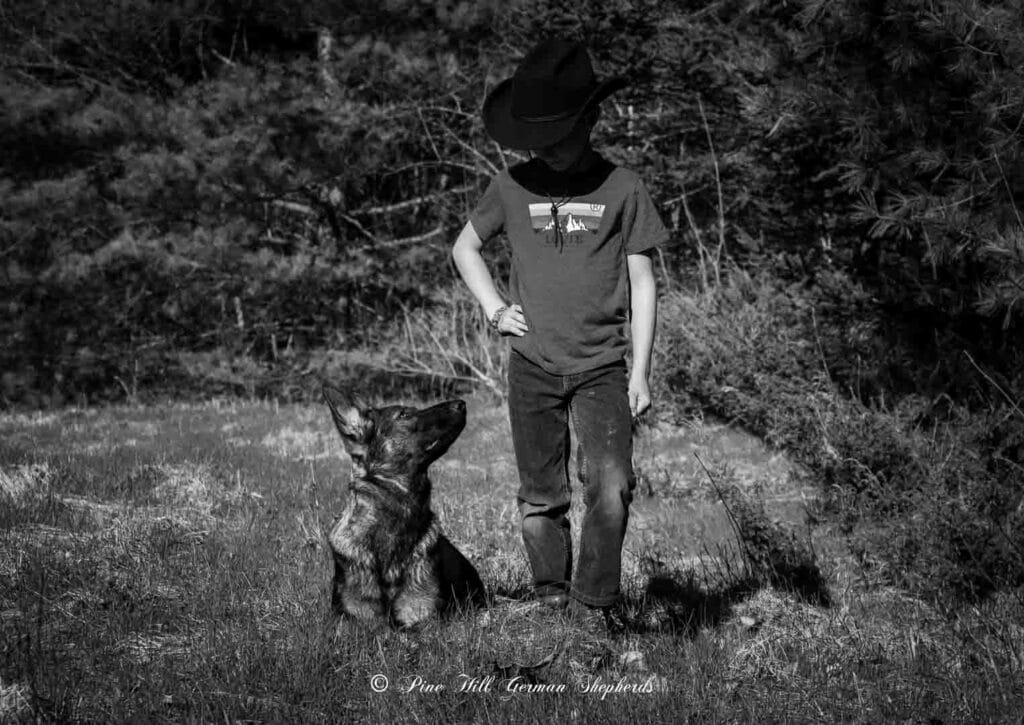 Young AKC German Shepherd dog standing loyally next to a young boy.