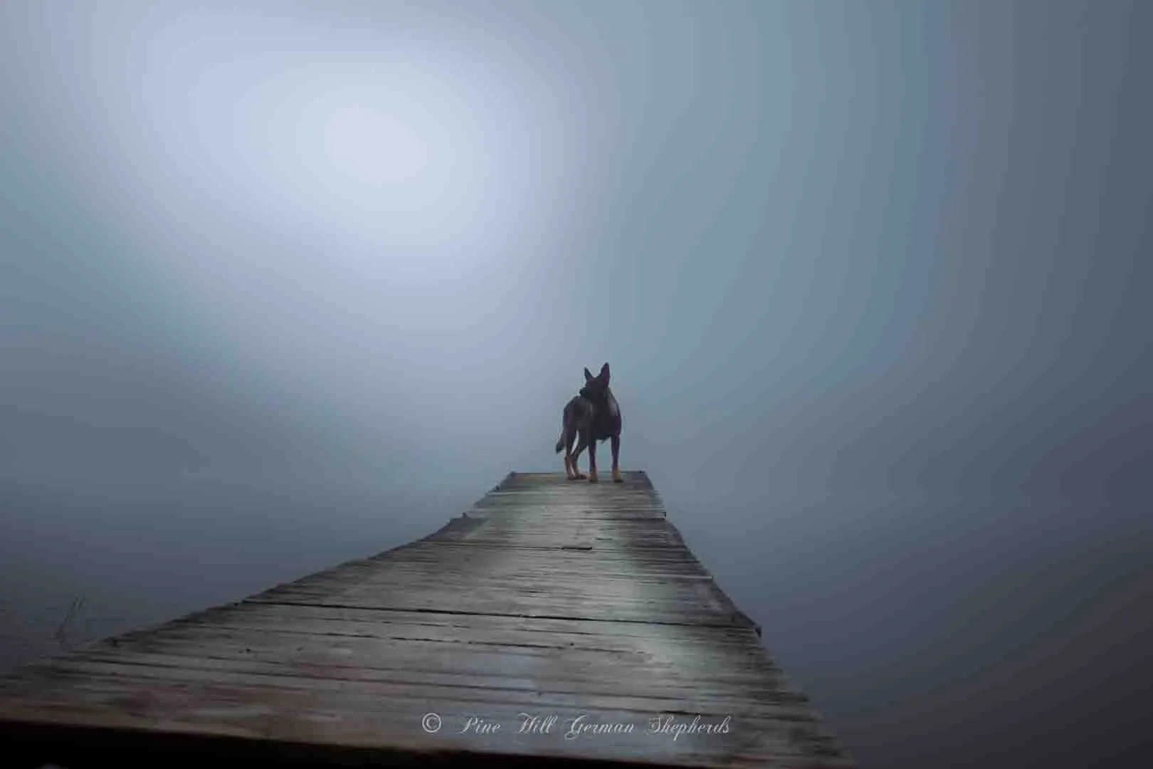 Dog Training in Maine Pine Hill German Shepherds