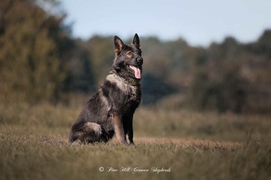 Pros and Cons Of Owning A Working Line German Shepherd