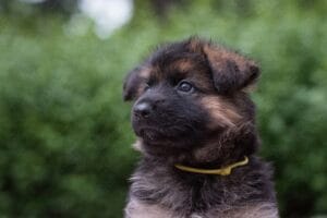 Health tested German shepherd puppies in maine