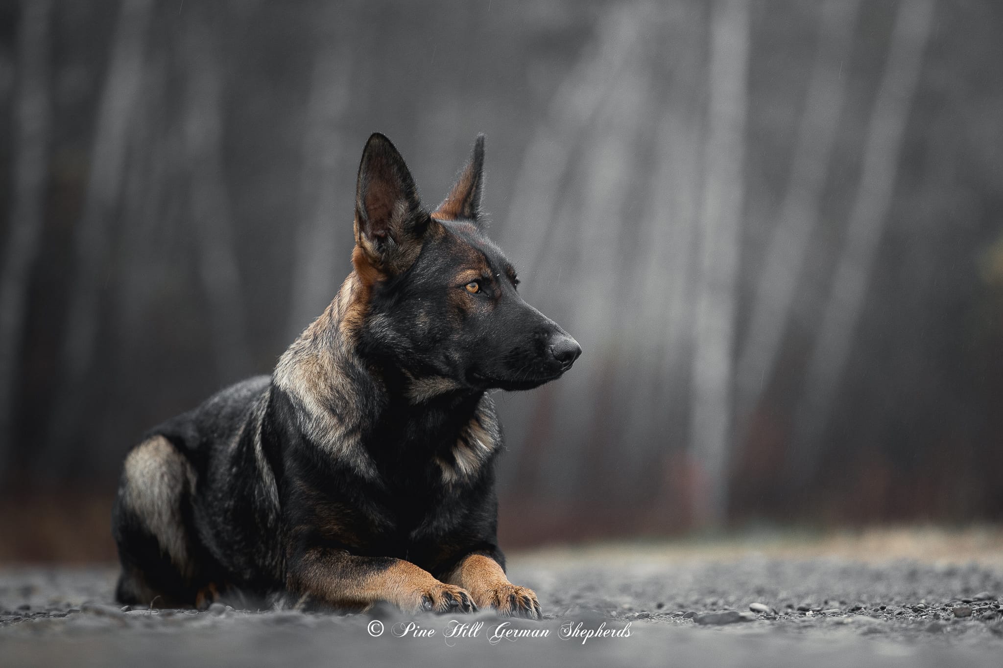 Czech German Shepherd dog laying on a gravel path in Bangor Maine