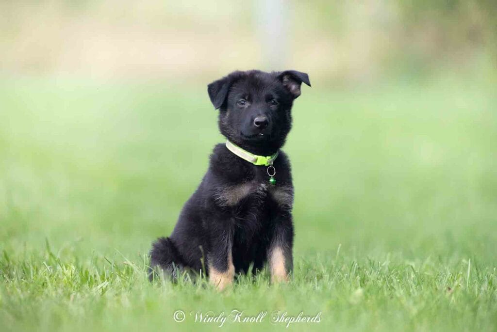 German Shepherd Puppies in New England 