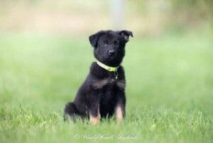 Puppy cost in maine