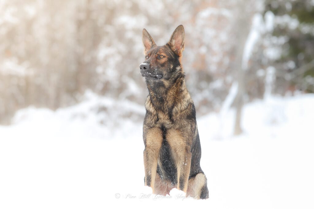 Pros and Cons of Owning a German Shepherd