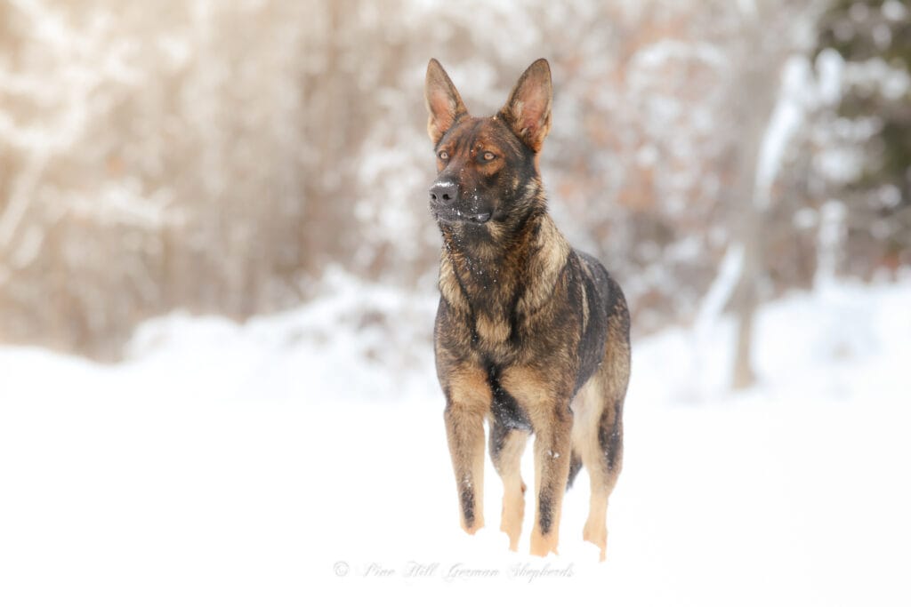 Why Is My German Shepherd Puppy Itching and Scratching?