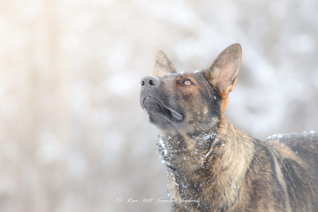 Temperament Testing for Puppies When selecting a puppy for your home or breeding program, understanding their temperament is crucial. Temperament testing for puppies helps assess their personality traits, predict future behavior, and ensure the best match between a puppy and their future owner. This process provides valuable insight into a puppy’s confidence, social skills, and reactions to new experiences. Why Temperament Testing Matters Each puppy has a unique personality, and early testing helps identify their strengths and potential challenges. The results can guide trainers, breeders, and owners in providing the right environment, training, and socialization for a well-adjusted adult dog. Key Temperament Tests 1. Social Attraction This test evaluates how a puppy interacts with humans. A well-balanced puppy will eagerly approach new people without excessive fear or aggression. 2. Sound Sensitivity By exposing a puppy to sudden noises, such as clapping or dropping an object, you can gauge their reaction. A confident puppy will recover quickly, while a nervous one may require more desensitization training. 3. Touch Tolerance Handling a puppy’s paws, ears, and tail helps determine their comfort level with being touched. This is important for future grooming and veterinary care. 4. Prey Drive and Retrieving Observing how a puppy reacts to a moving object or a toy can indicate their prey drive and willingness to engage in interactive play. 5. Startle Recovery A brief, unexpected stimulus (like a gentle tap or sudden movement) helps assess how quickly a puppy recovers from surprises. A resilient puppy will adjust quickly and resume normal behavior. Using Temperament Testing Results The results of temperament testing should be used as a guideline, not a definitive judgment. Proper training and socialization can shape a puppy’s development, but testing provides a valuable starting point for owners to understand their new companion. By implementing temperament testing for puppies, breeders and owners can ensure each puppy finds the best home suited to their unique personality, leading to a happy and well-adjusted dog.