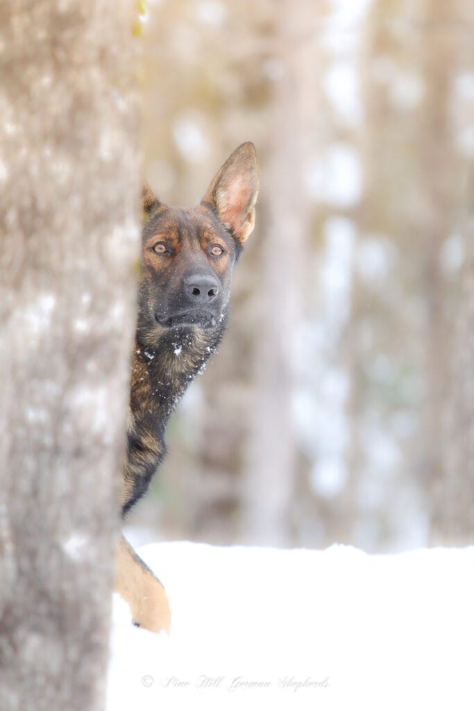 Working Line German Shepherd Puppies for Sale in Maine