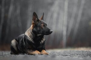 Reserving A German Shepherd Puppy In New England
