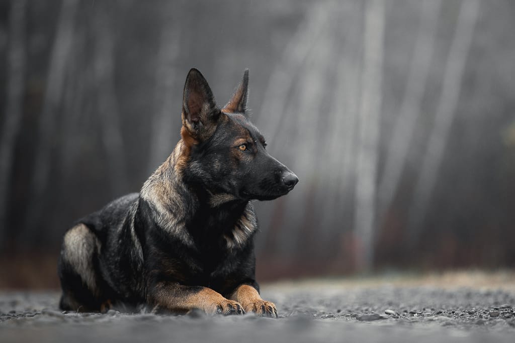 Working Line German Shepherd puppies in Maine