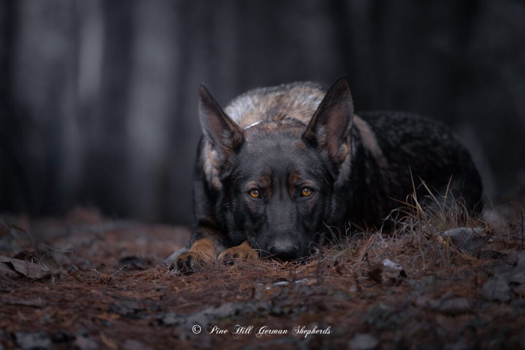 temperament testing for puppies