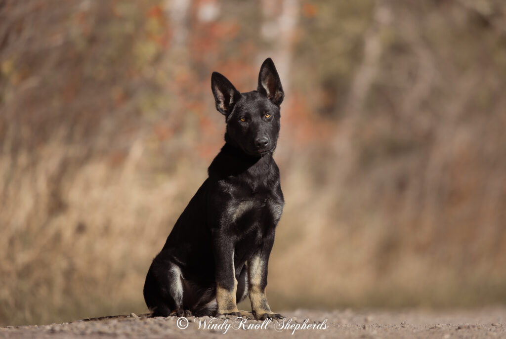 German Shepherd puppy