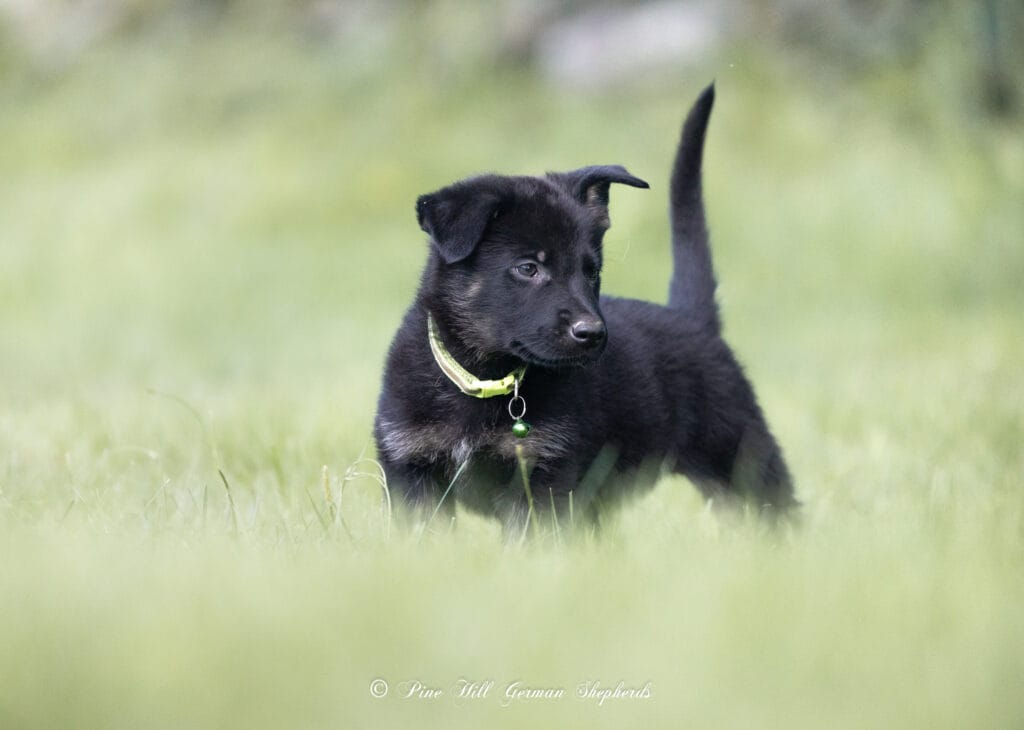 A well-built Working Line German Shepherd standing alert outdoors.