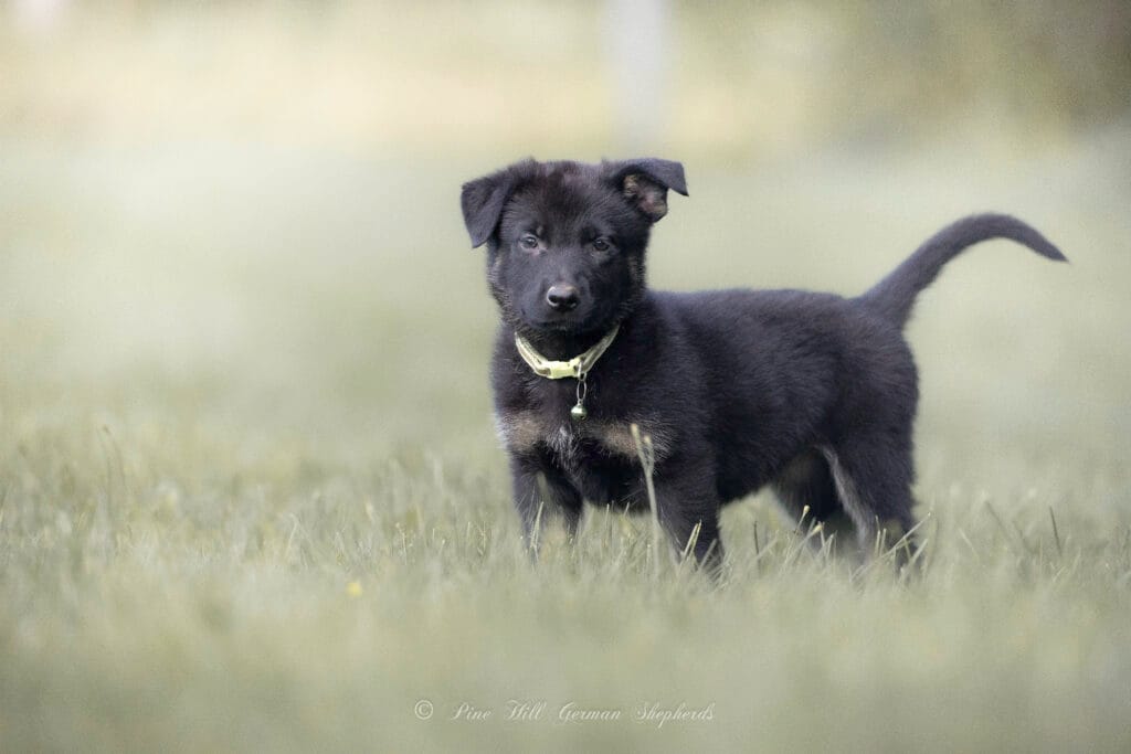Working Line German Shepherds in Maine