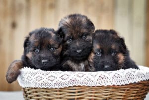 early puppy socialization