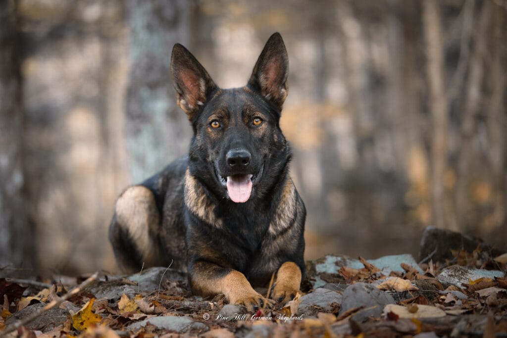 Essential Genetic Diseases in German Shepherds