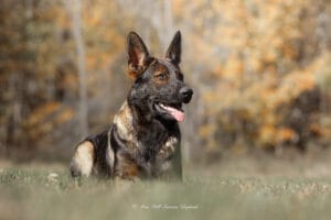German Shepherd puppy checklist