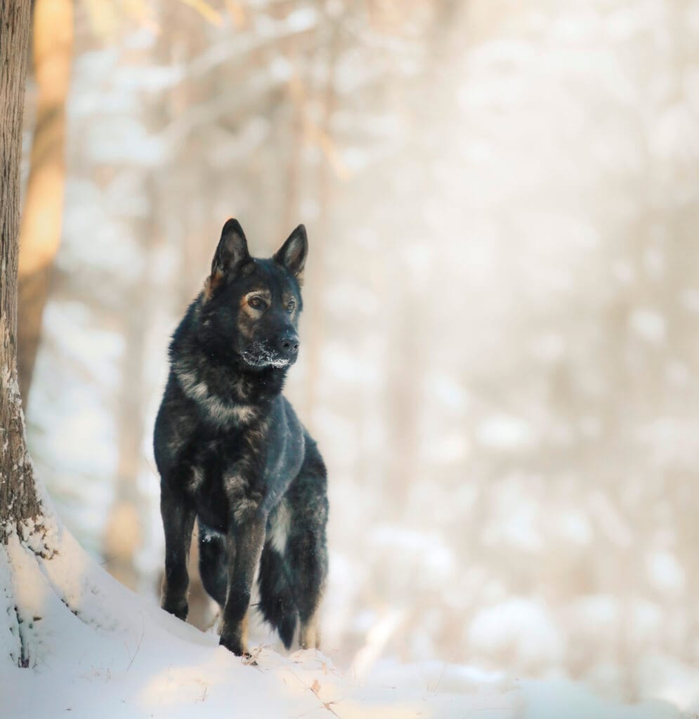 DDR German Shepherd Short Coat in Maine Breeder