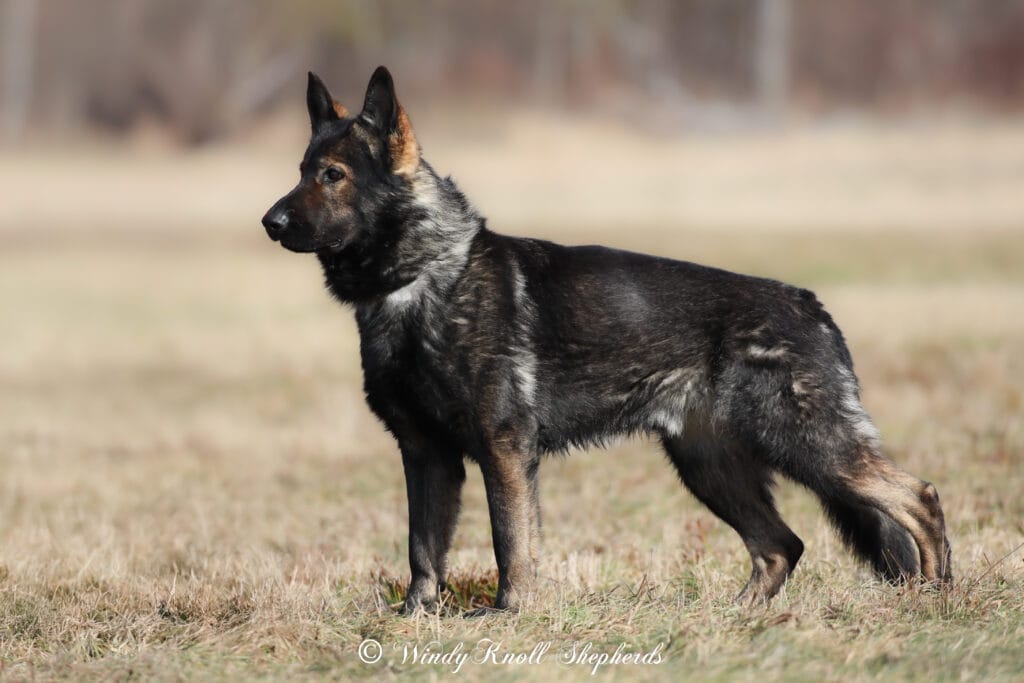 Czech German Shepherd