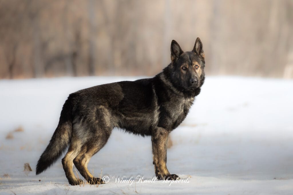 Why Is My German Shepherd Puppy Itching And Scratching?