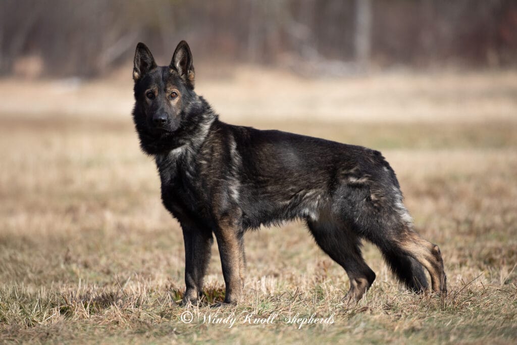 Planning a Healthy Diet for Your German Shepherd Puppy