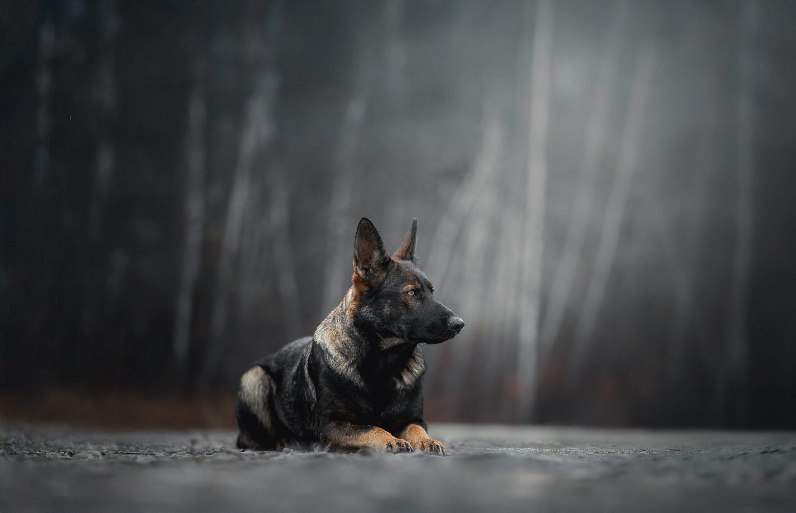 Working Line German Shepherd Breeder in Maine