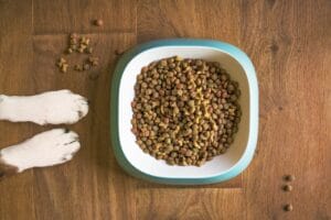 Raw-Fed vs. Kibble-Fed Dogs