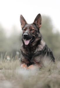 German Shepherds in Maine