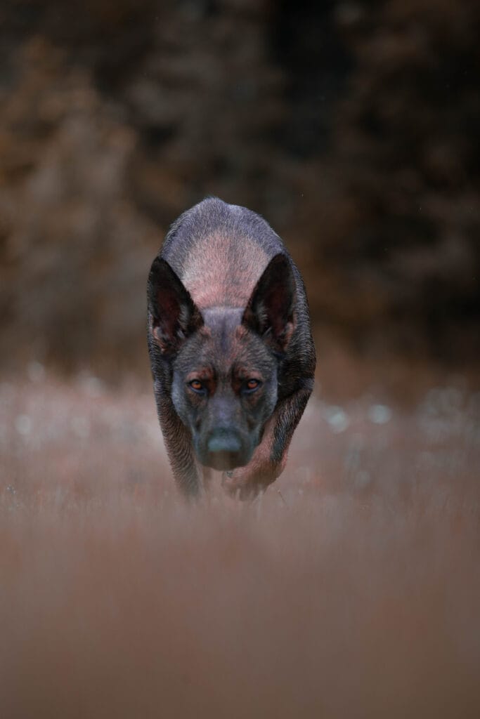 German Shepherd Temperament