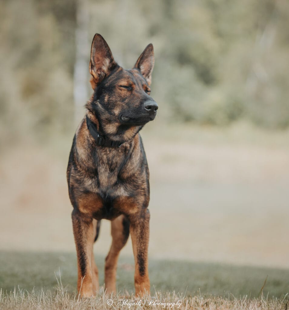 German Shepherd Puppies in Maine