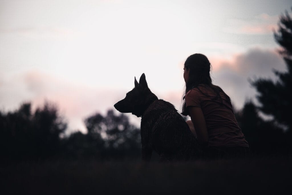 Maine German Shepherds