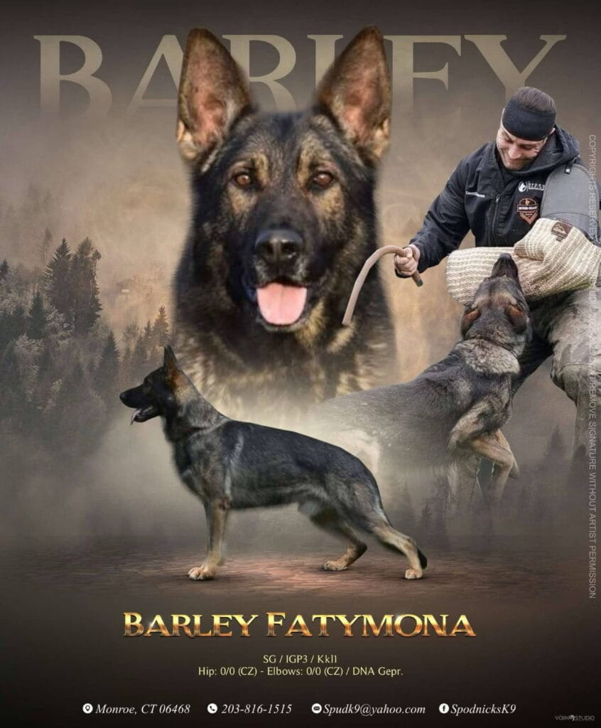 Czech German Shepherd