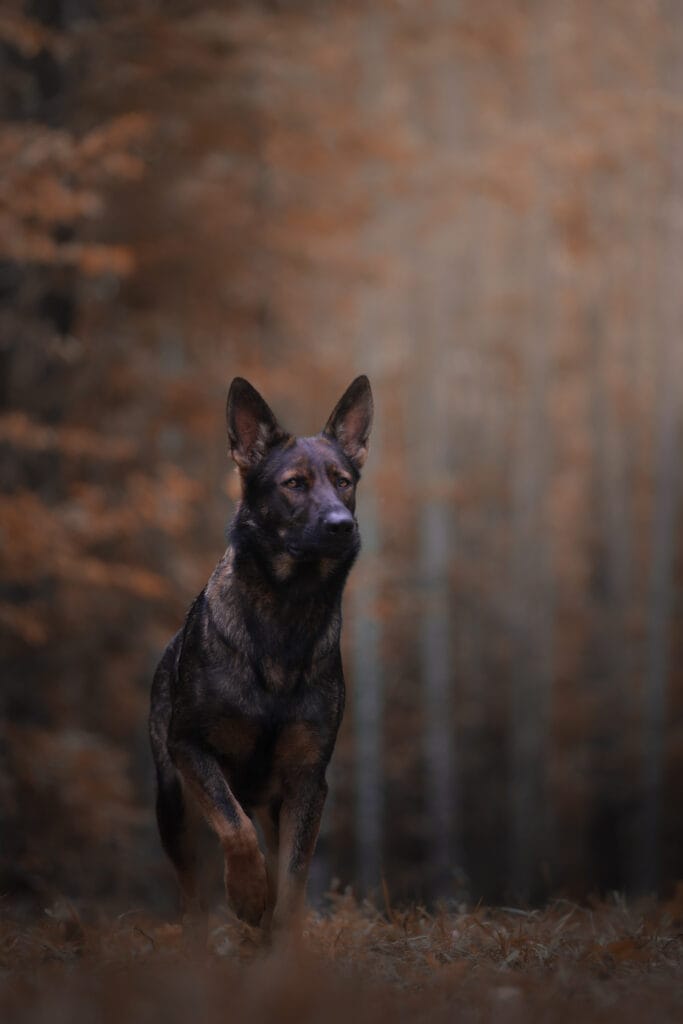 Working Line German Shepherd in a forest in New England