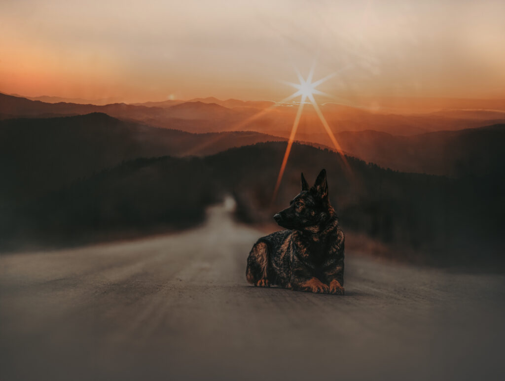 Working Line German Shepherds in Maine