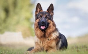 Working Line German Shepherd vrs Show line German Shepherd