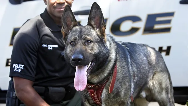 German Shepherds K9's Police in Maine