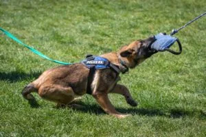 German Shepherd puppy doing bite work