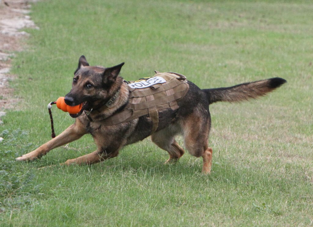 German Shepherd working line puppies in Maine