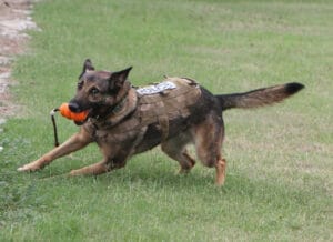 German Shepherd puppies training in Maine