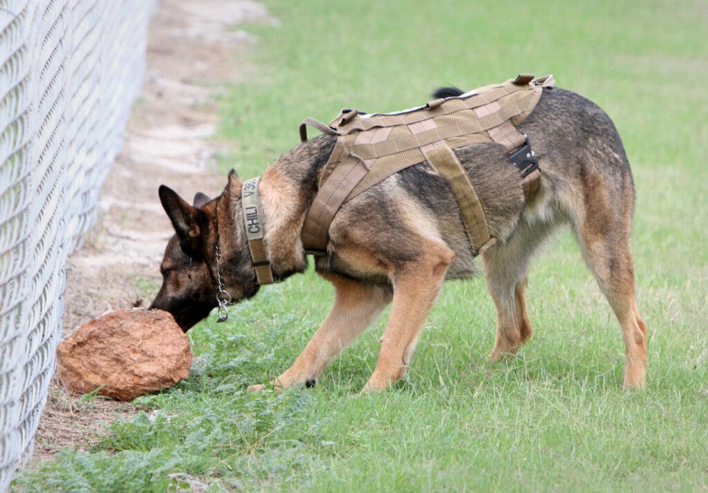 German Shepherd breeders